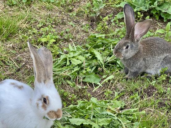 Two rabbits sitting in the garden and eating grass.